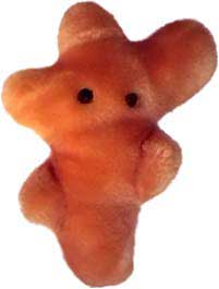 Atleticka-noha-(Trichophyton-mentagrophytes)