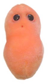 Bedar-(Propionibacterium-acnes)