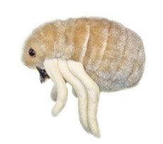 Blecha-(Ctenocephalides-Felis)