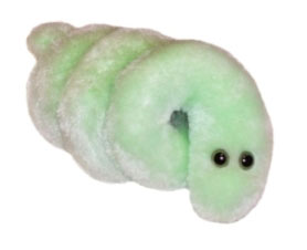 Borelioza-(Borrelia-burgdorferi)
