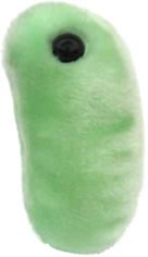 Chripka-(Orthomyxovirus)