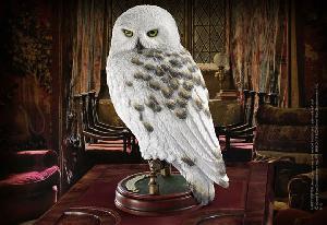Hedwig---sova