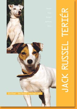 Jack-Russel-terier
