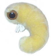 Knihomol-(Anobium-punctatum)
