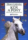 Kun-a-pony