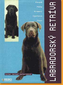 Labradorsky-retrivr