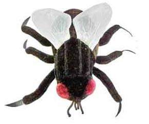 Moucha-domaci-(Musca-domestica)