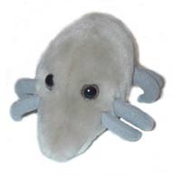 Prachovy-roztoc-(Dermatophagoides-pteronyssinus)
