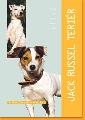 Jack Russel terir