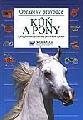 K a pony