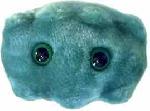 Zpach z st (Porphorymonas gingivalis)