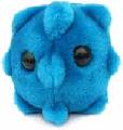 Bn rma (Rhinovirus)