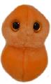Znt ucha (Streptococcus pneumoniae)