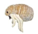 Blecha (Ctenocephalides Felis)