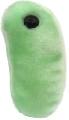 Chipka (Orthomyxovirus)