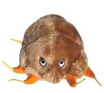 Svrab (Sarcoptes scabei)