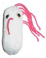 Salmonela (Salmonella typhimurium)
