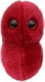 Angna (Streptococcus)