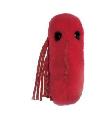 Tyfus (Salmonella typhi)